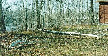 Tree with detached top at the edge of rest area
