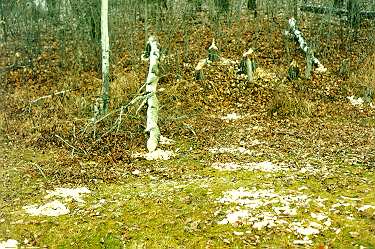 More chips from freshly cut trees