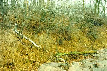 Felled trees farther south