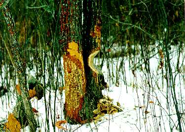 Colourful layers exposed by beaver gnawing