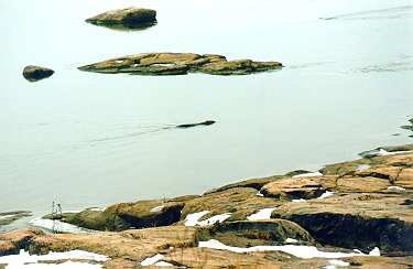 Rocks and beaver at 3