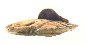 Closeup of a  beaver slipping into the water