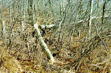 Trees felled on the slope