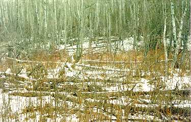 Beaver forest near the lodge