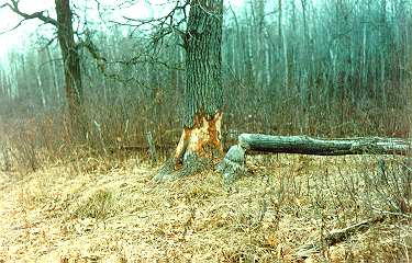 Big oak tree