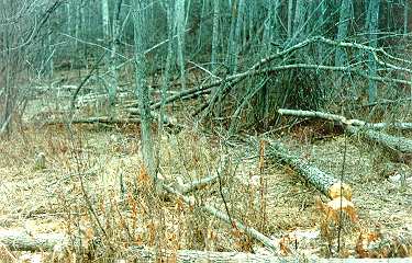 Beaver forest 1