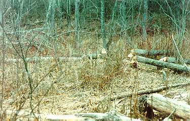 Beaver forest 2