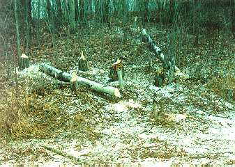 Still new trees cut