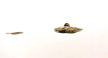Beaver gnawing a twig