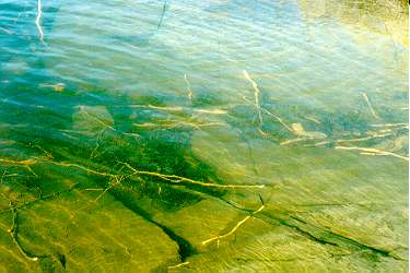 River bottom with beaver-gnawed twigs