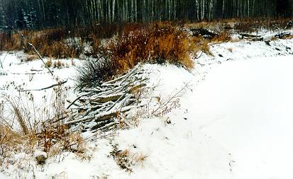 Abandoned beaver dam