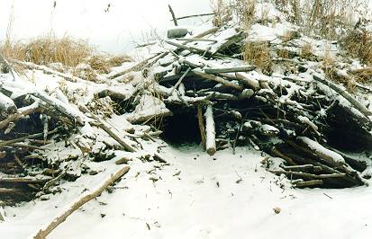 Entrance to the abandoned beaver castle